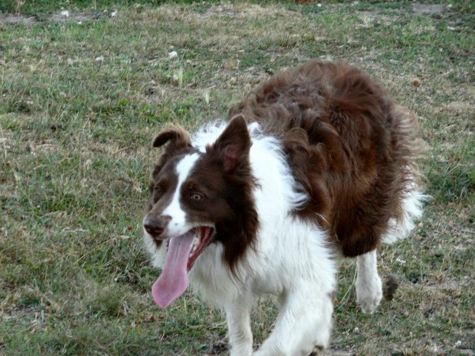 Curly Border Collies - Health and 